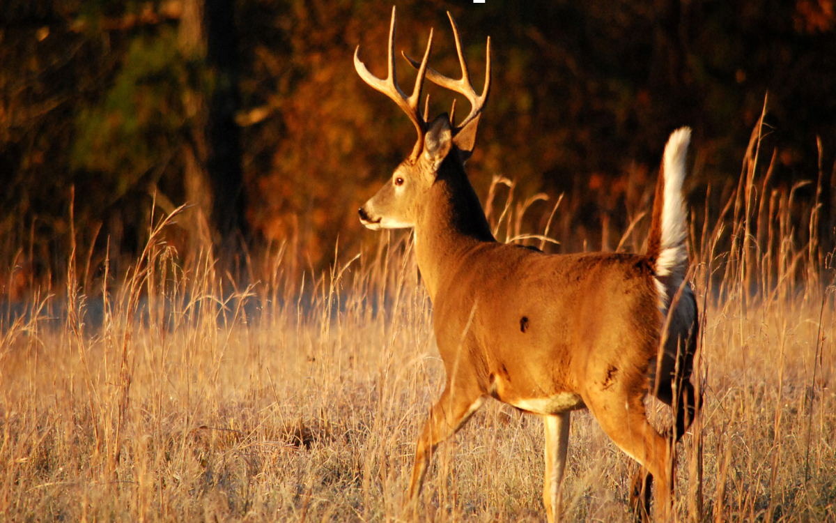 Hunting Land vs Recreational Property: What Buyers Want in Southeast Oklahoma